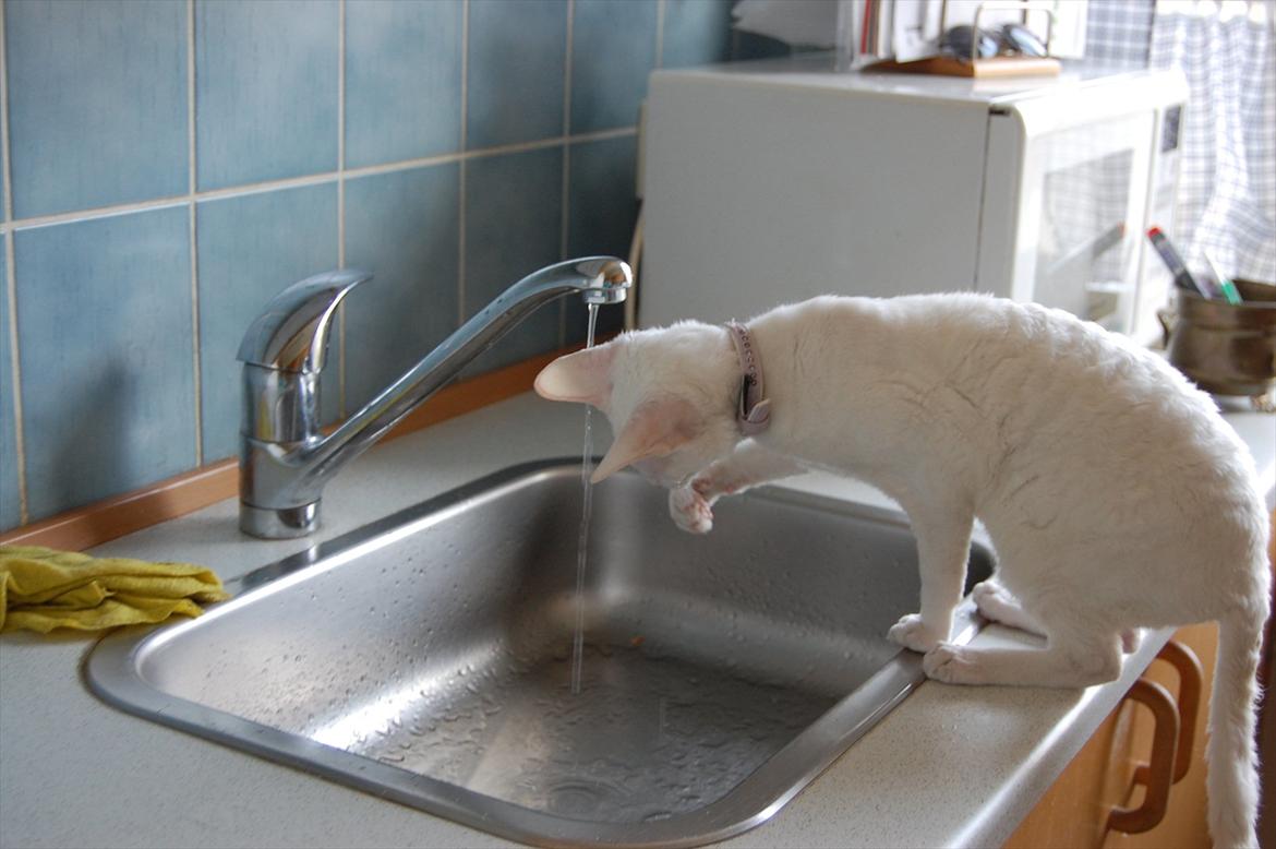 Cornish Rex Arwen Evening Star - Hun er helt pjattet med vand:-) billede 14