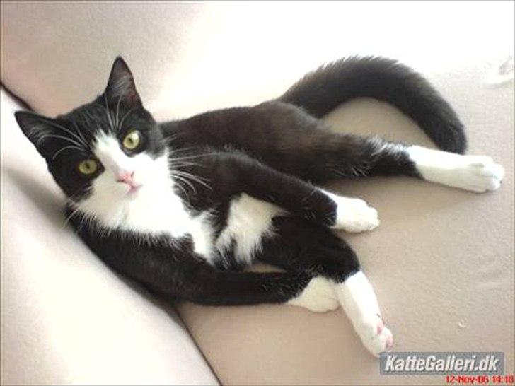 Huskat Muddi død - Muddi ved sin gammle ejer daniel
fotoet er taget fra hans profil billede 8