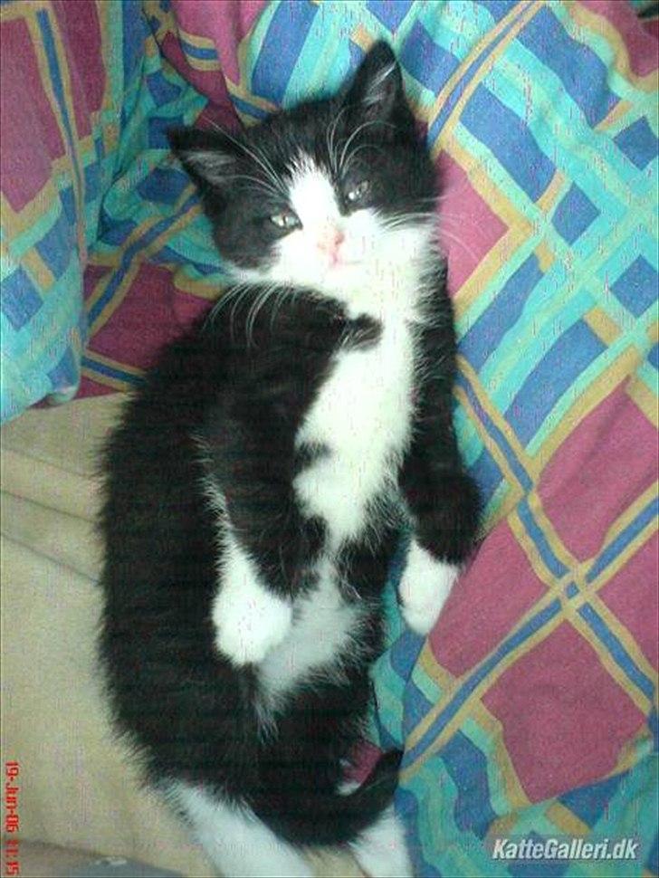 Huskat Muddi død - Lille Muddi ved sin gammel ejer Daniel 
fotoet er taget fra hans profil  billede 9