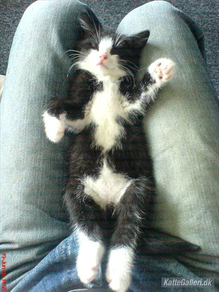 Huskat Muddi død - Lille Muddi ved sin gammel ejer Daniel 
fotoet er taget fra hans profil  billede 10