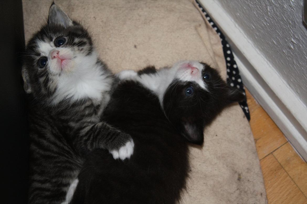 Blanding af racer Nisha  - 4 uger gammel.

Sammen med sin søster som jeg måske også skal have :) Kæresten skal bare lige overbevises om at de har bedst af at være 2 :)  billede 1