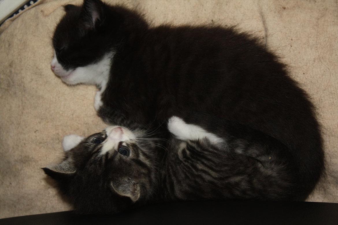 Blanding af racer Nisha  - 4 uger gammel billede 2