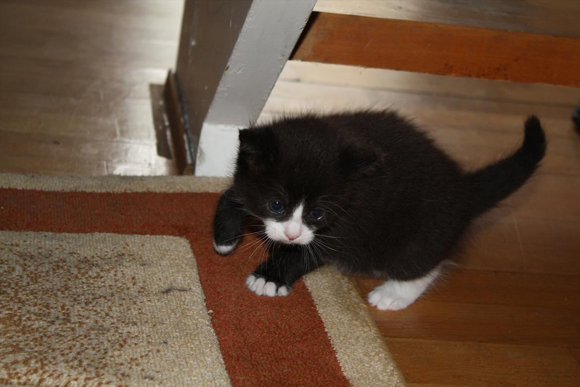 Blanding af racer Nisha  - 4 uger gammel  billede 3