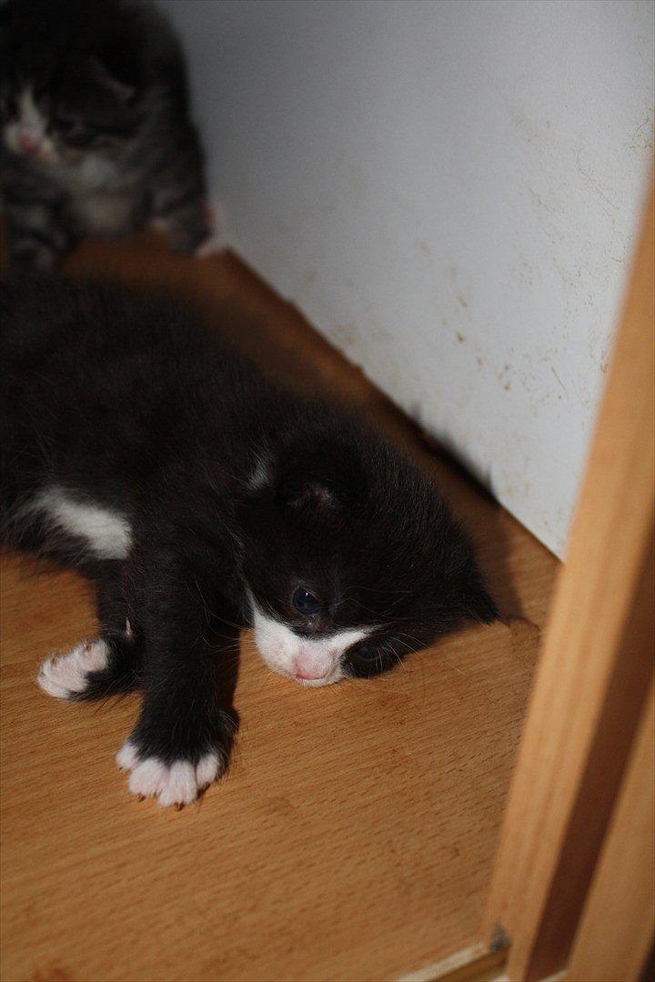 Blanding af racer Nisha  - 3 uger billede 5