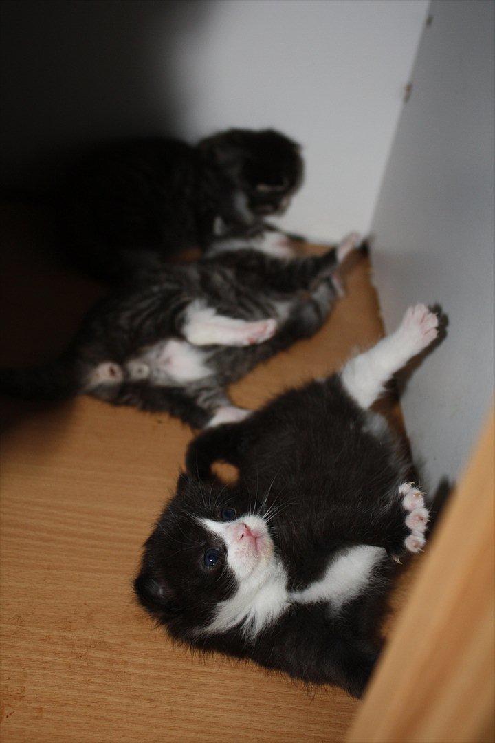 Blanding af racer Nisha  - 3 uger billede 6