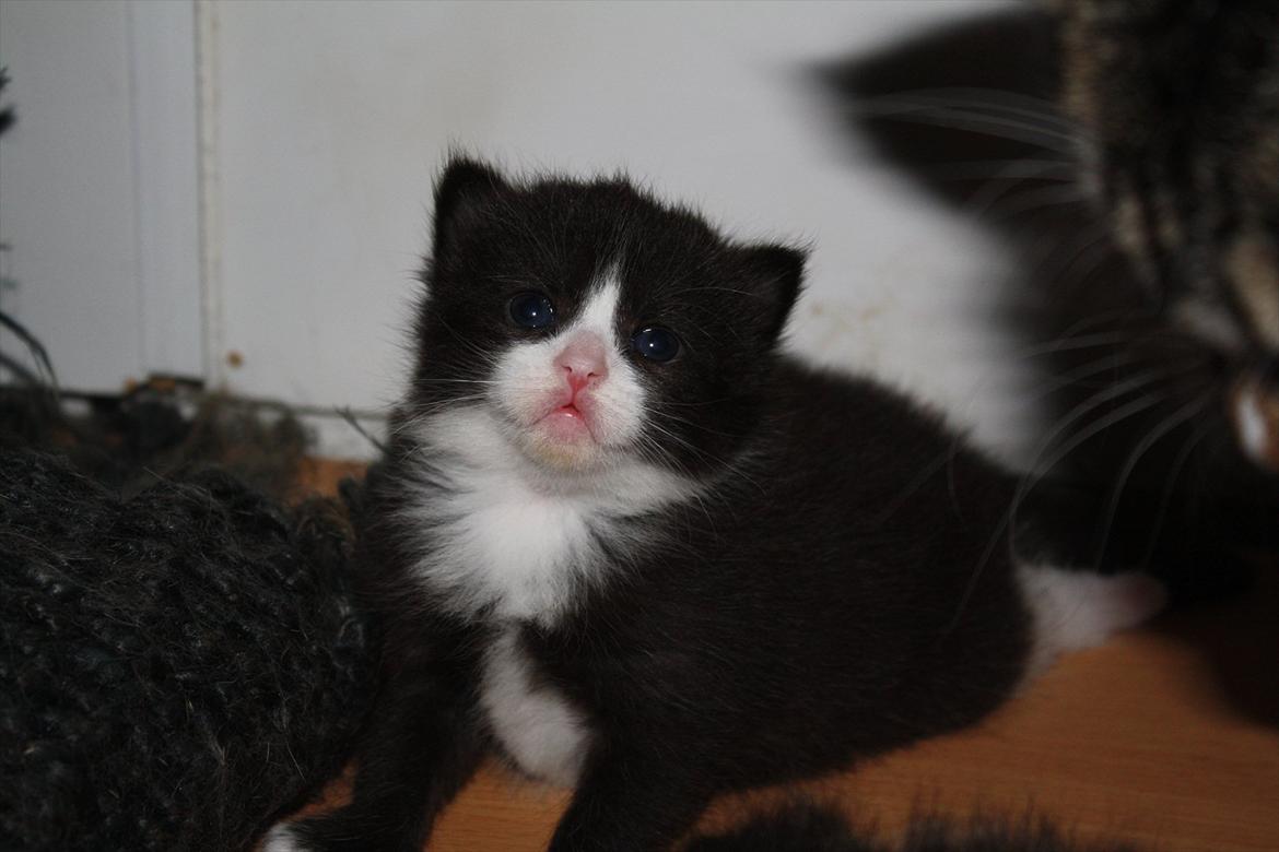 Blanding af racer Nisha  - 3 uger  billede 7