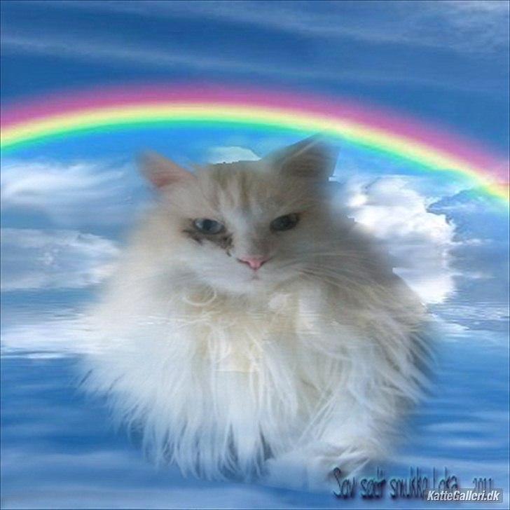 Maine Coon loka R.I.P smukke pige billede 1