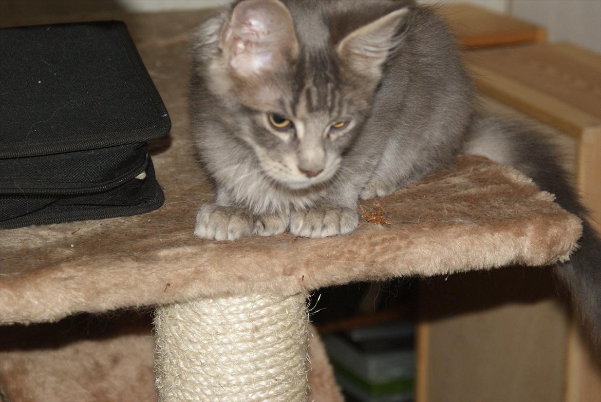 Maine Coon Mr Blue P.( Polle) billede 2