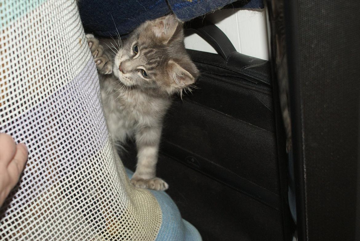 Maine Coon Mr Blue P.( Polle) billede 4