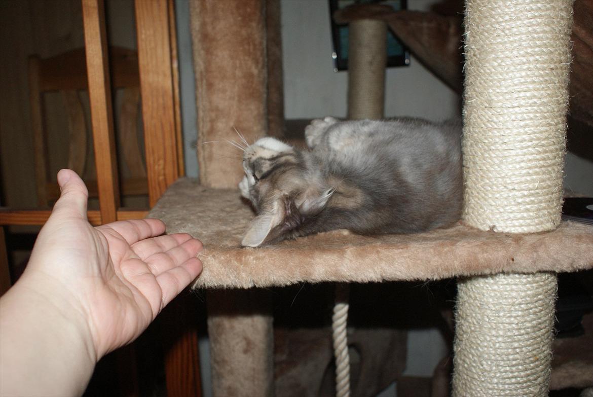 Maine Coon Mr Blue P.( Polle) billede 6