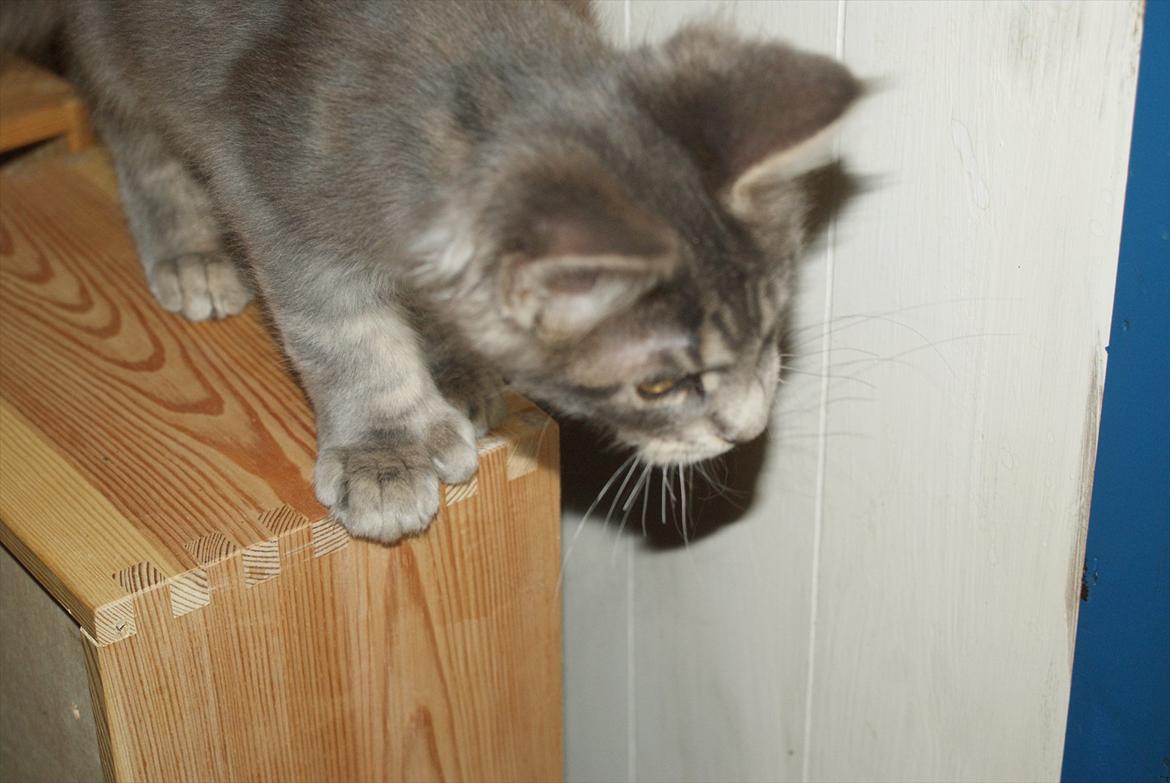 Maine Coon Mr Blue P.( Polle) billede 8