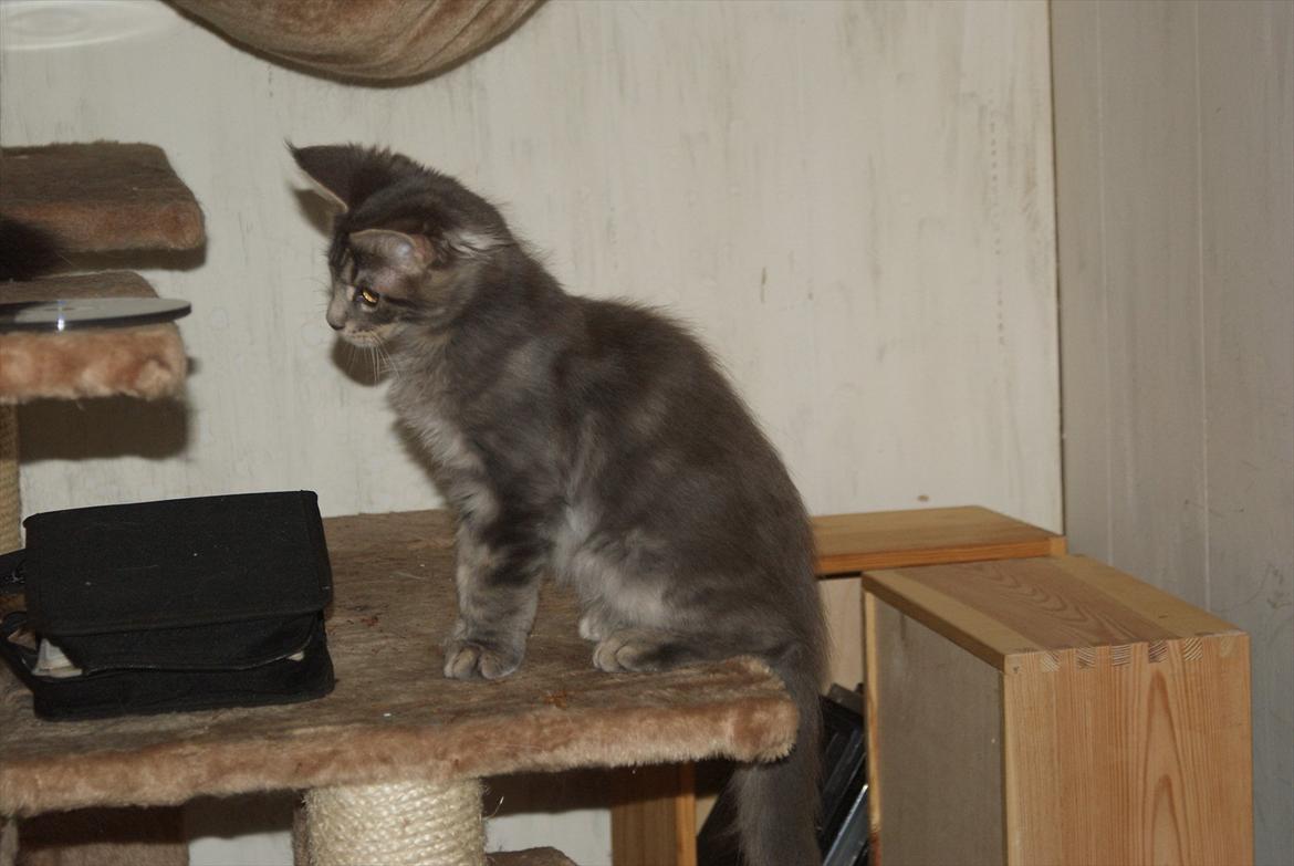 Maine Coon Mr Blue P.( Polle) billede 9