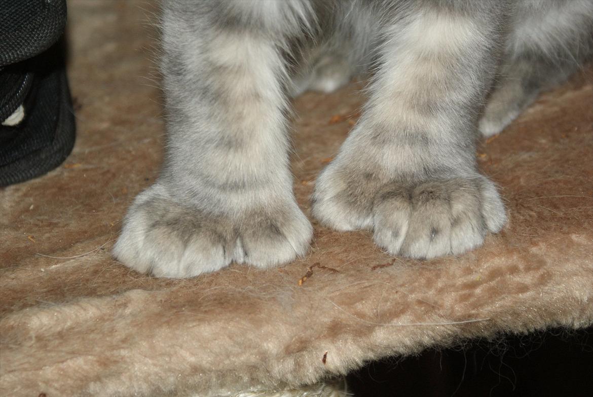 Maine Coon Mr Blue P.( Polle) billede 10