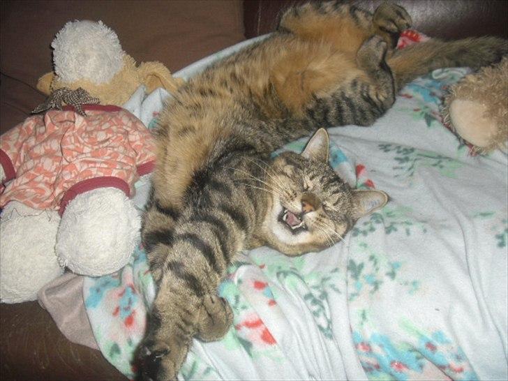 Huskat Zappa billede 18