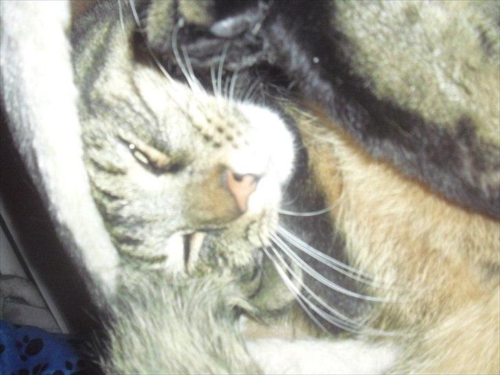 Huskat Zappa billede 19