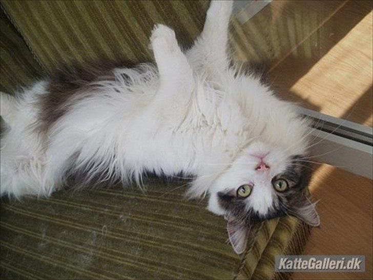 Maine Coon Mille billede 1