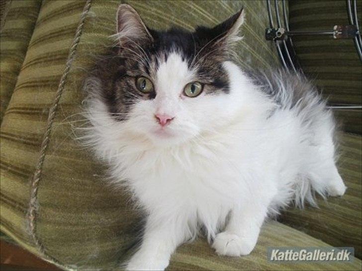 Maine Coon Mille billede 2