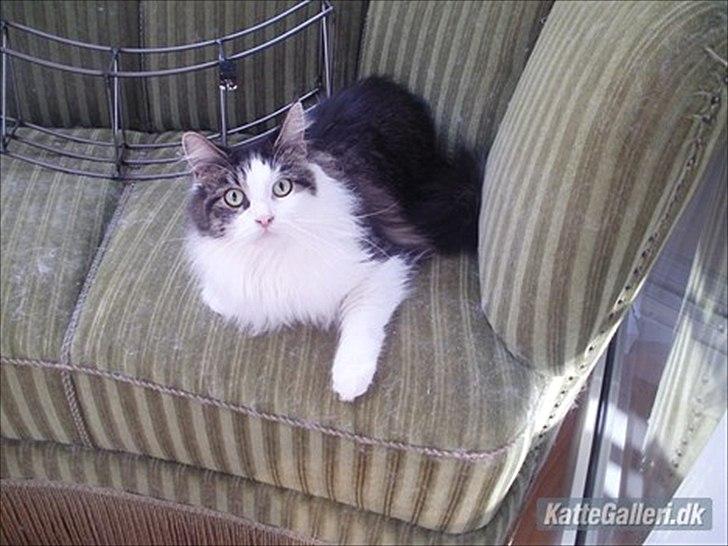 Maine Coon Mille billede 3