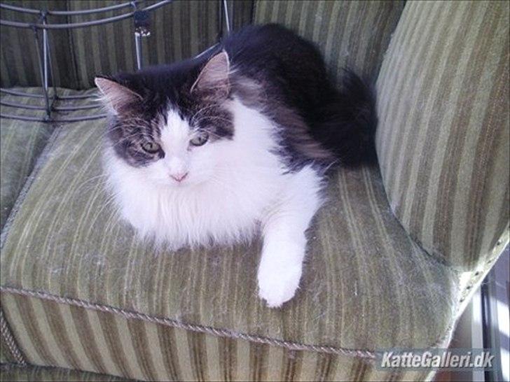 Maine Coon Mille billede 4