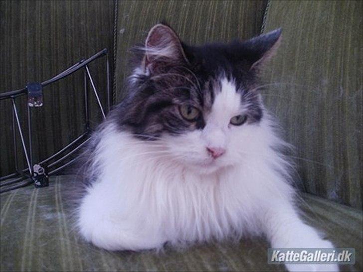 Maine Coon Mille billede 5