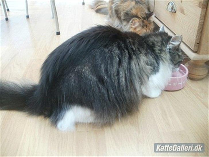 Maine Coon Mille billede 6
