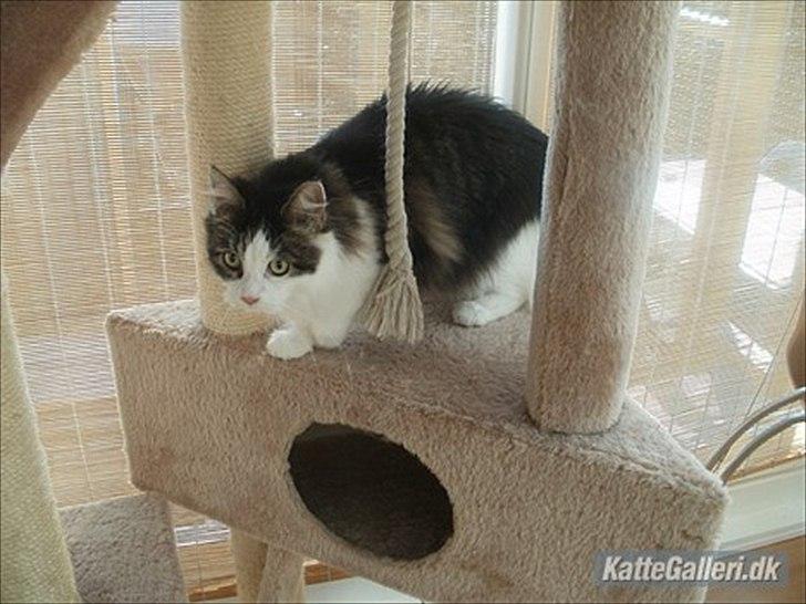 Maine Coon Mille billede 7