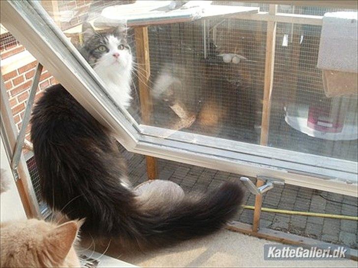 Maine Coon Mille billede 8