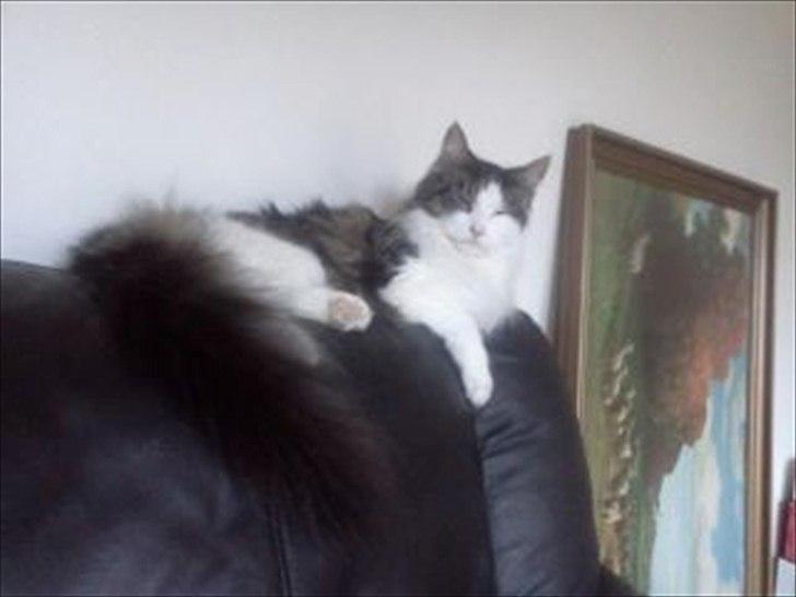 Maine Coon Mille billede 9