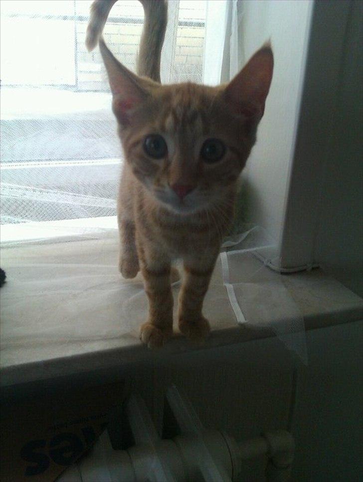 Blanding af racer Ingolf billede 1