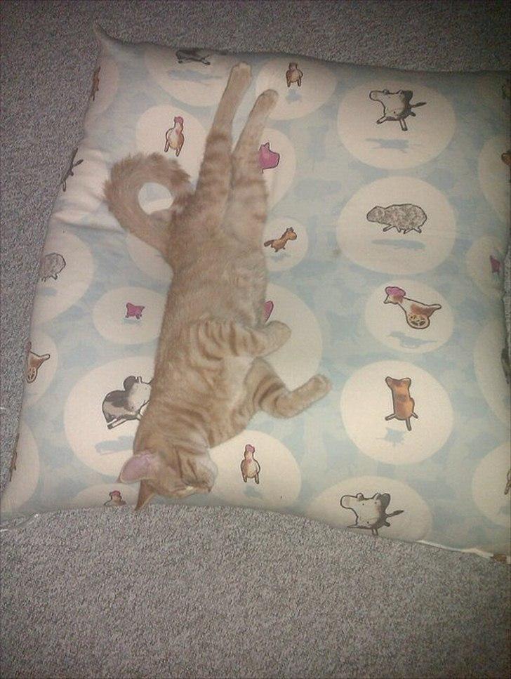 Blanding af racer Ingolf billede 2