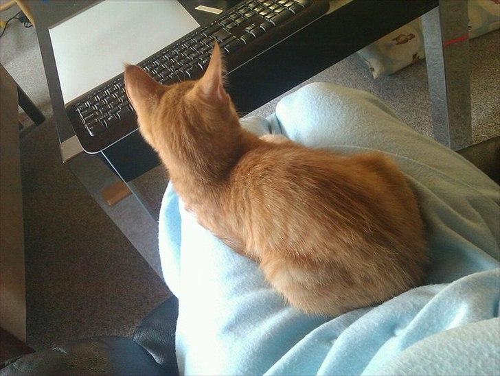 Blanding af racer Ingolf billede 3