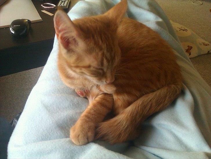 Blanding af racer Ingolf billede 4