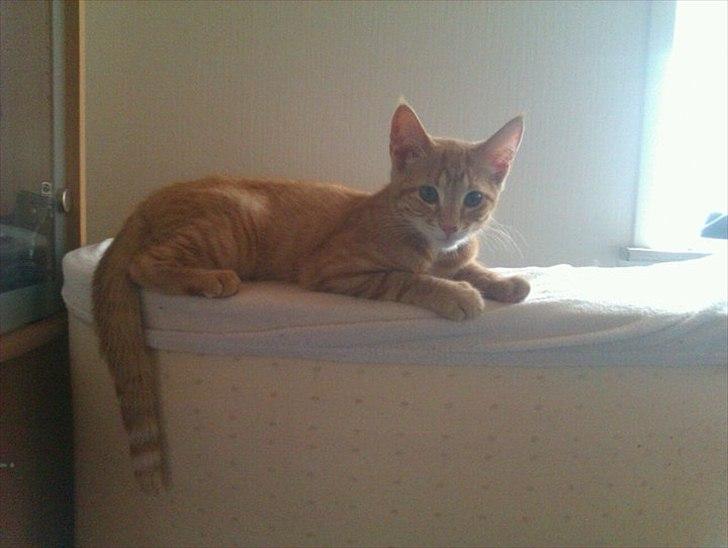 Blanding af racer Ingolf billede 5