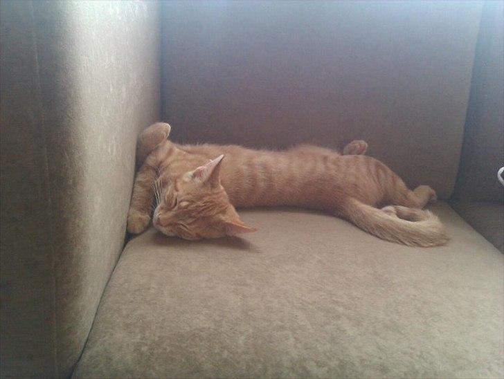 Blanding af racer Ingolf billede 6