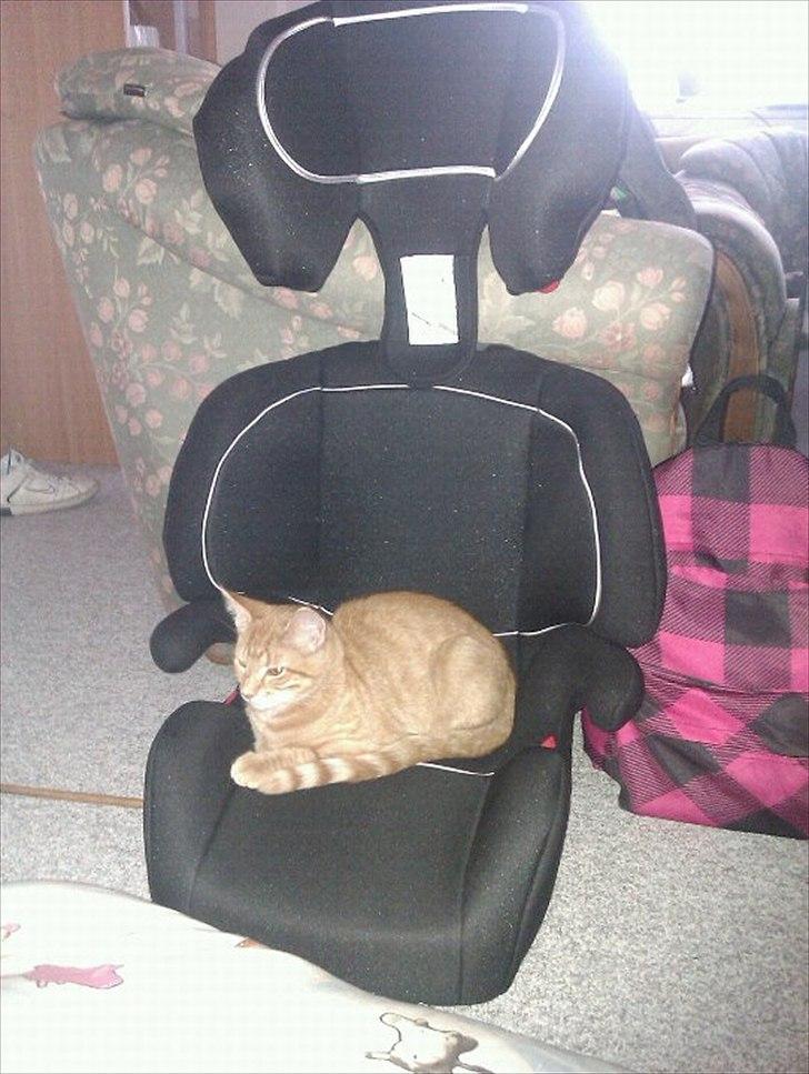 Blanding af racer Ingolf billede 7