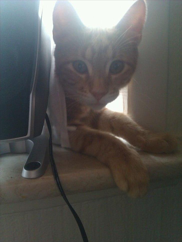 Blanding af racer Ingolf billede 8