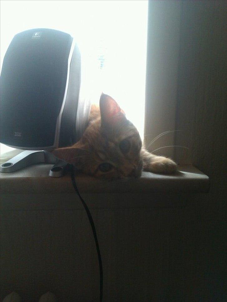 Blanding af racer Ingolf billede 9