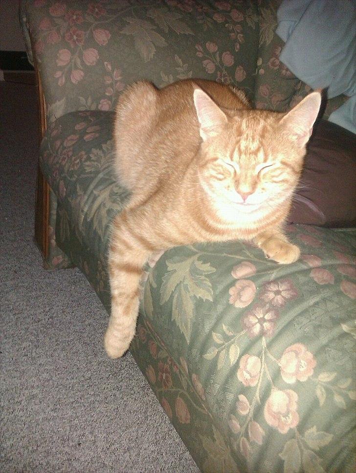 Blanding af racer Ingolf billede 10