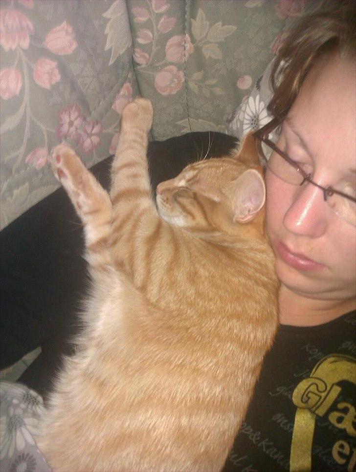 Blanding af racer Ingolf billede 11