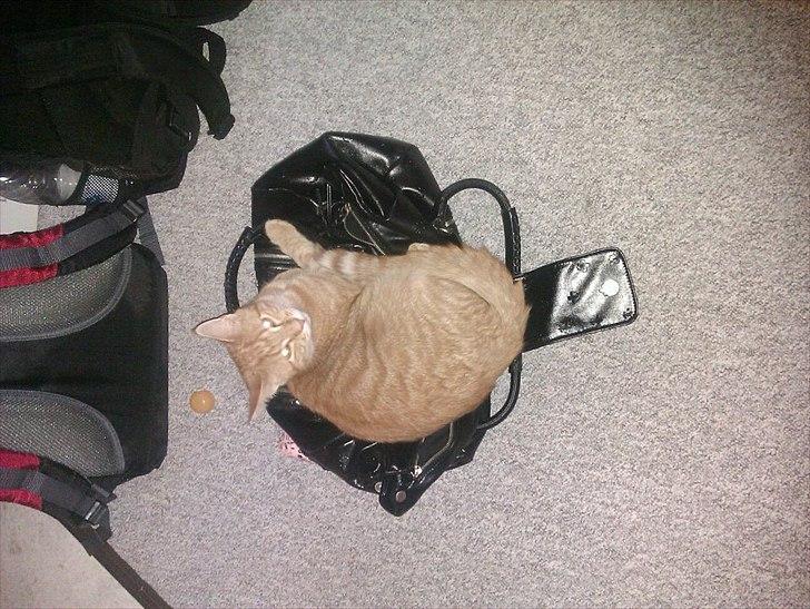 Blanding af racer Ingolf billede 12