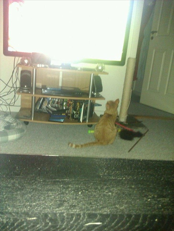 Blanding af racer Ingolf billede 13