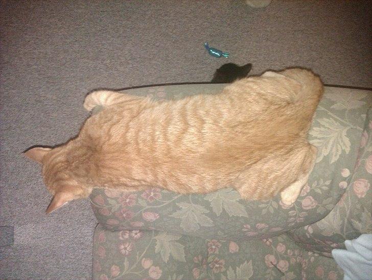 Blanding af racer Ingolf billede 14