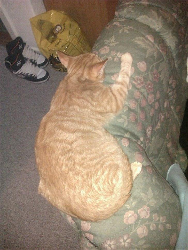 Blanding af racer Ingolf billede 15