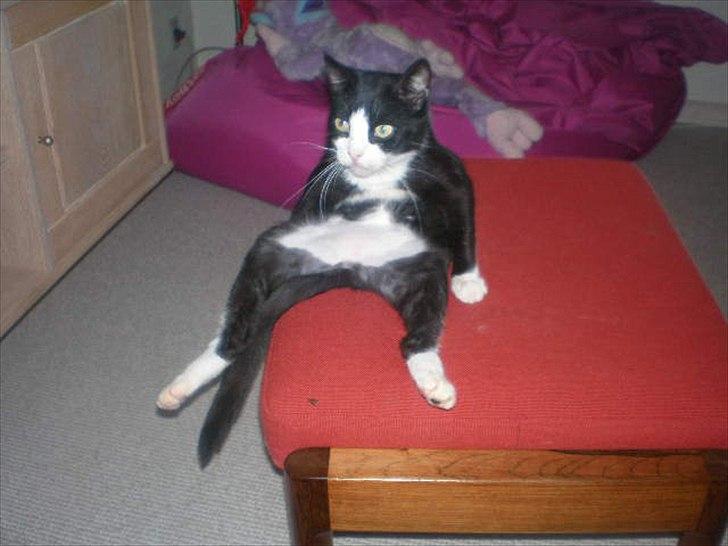 Huskat Muddi død billede 11