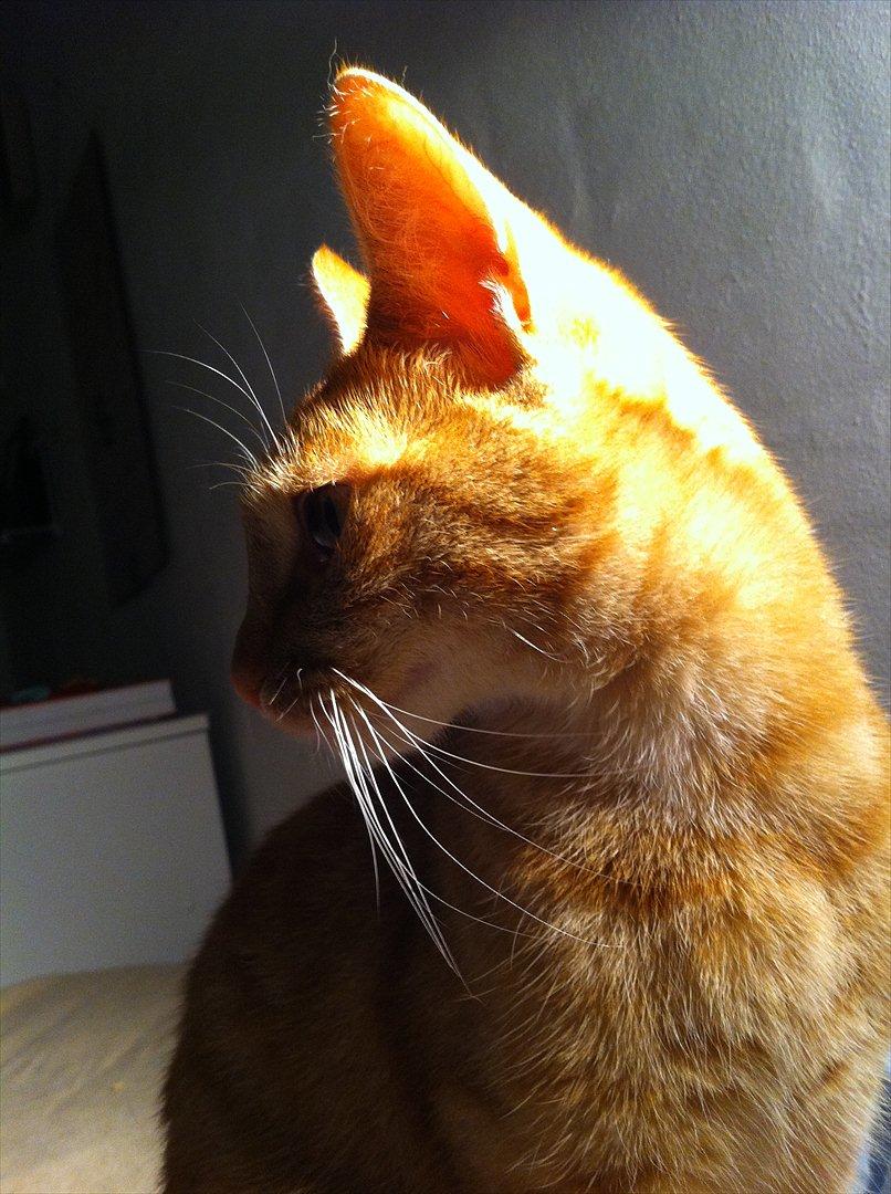 Blanding af racer Athene billede 10