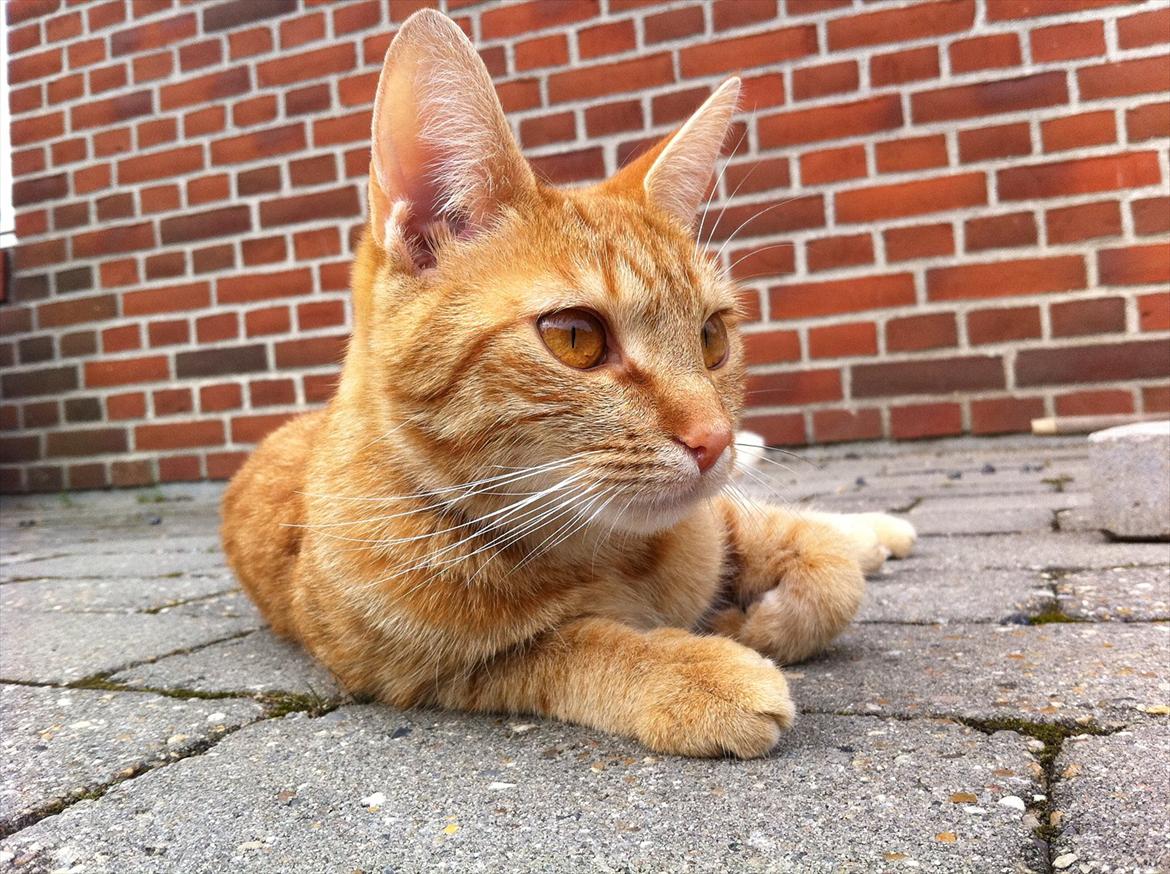 Blanding af racer Athene billede 11