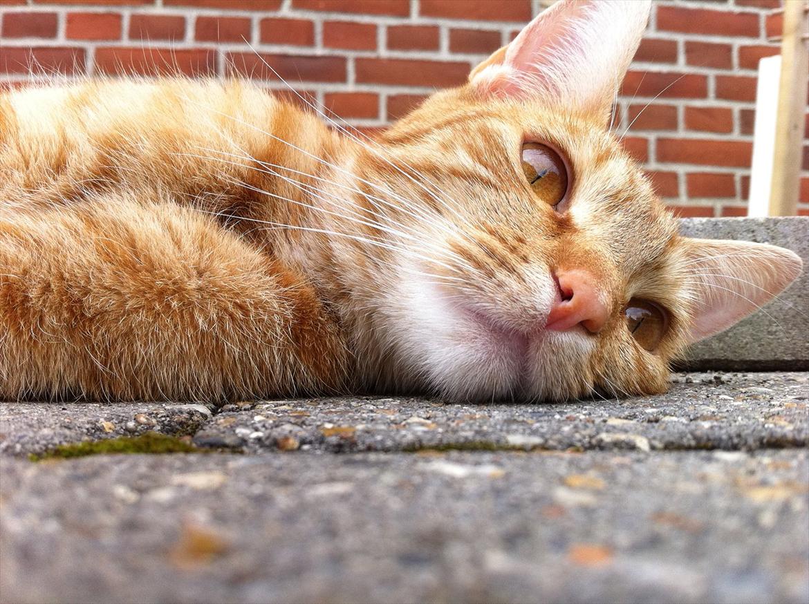 Blanding af racer Athene billede 1