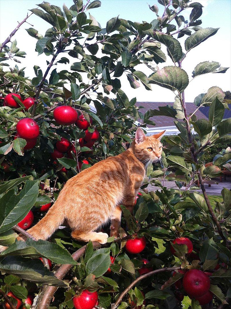 Blanding af racer Athene - så er hun helt oppe i æbletræet! :) billede 12