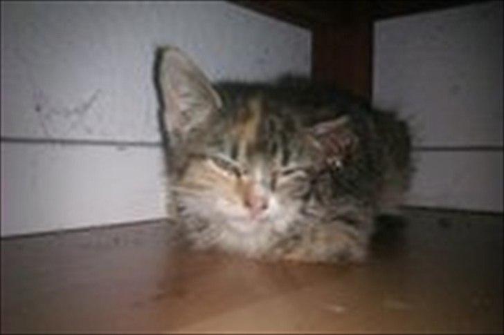 Huskat Sandi billede 2