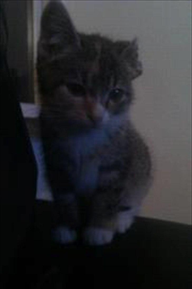 Huskat Sandi billede 3